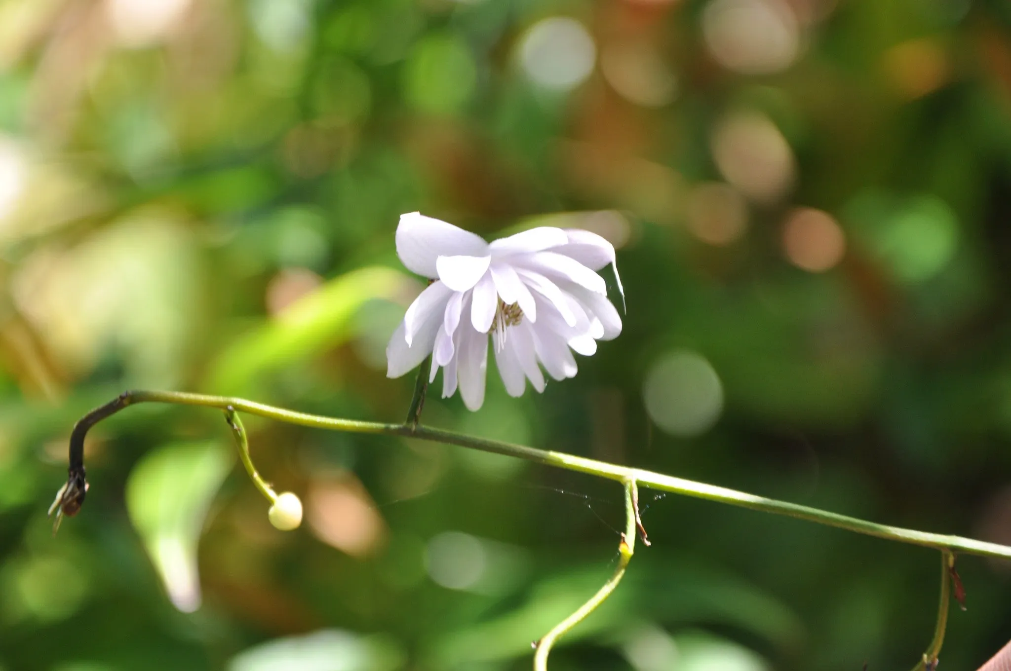Anemonopsis macrophylla 'Double Flower'