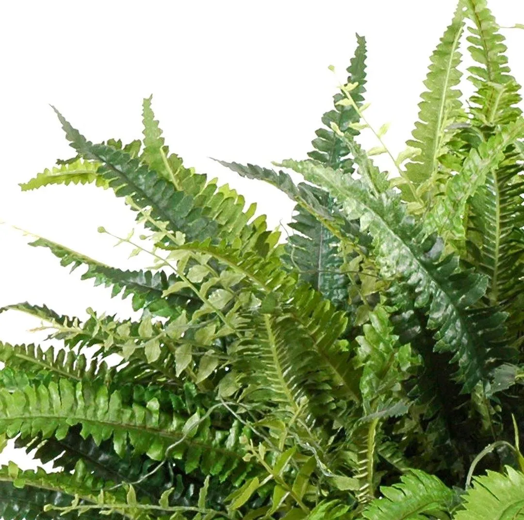 Forest Fern, Small x6