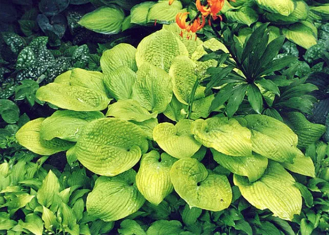 King Tut Hosta