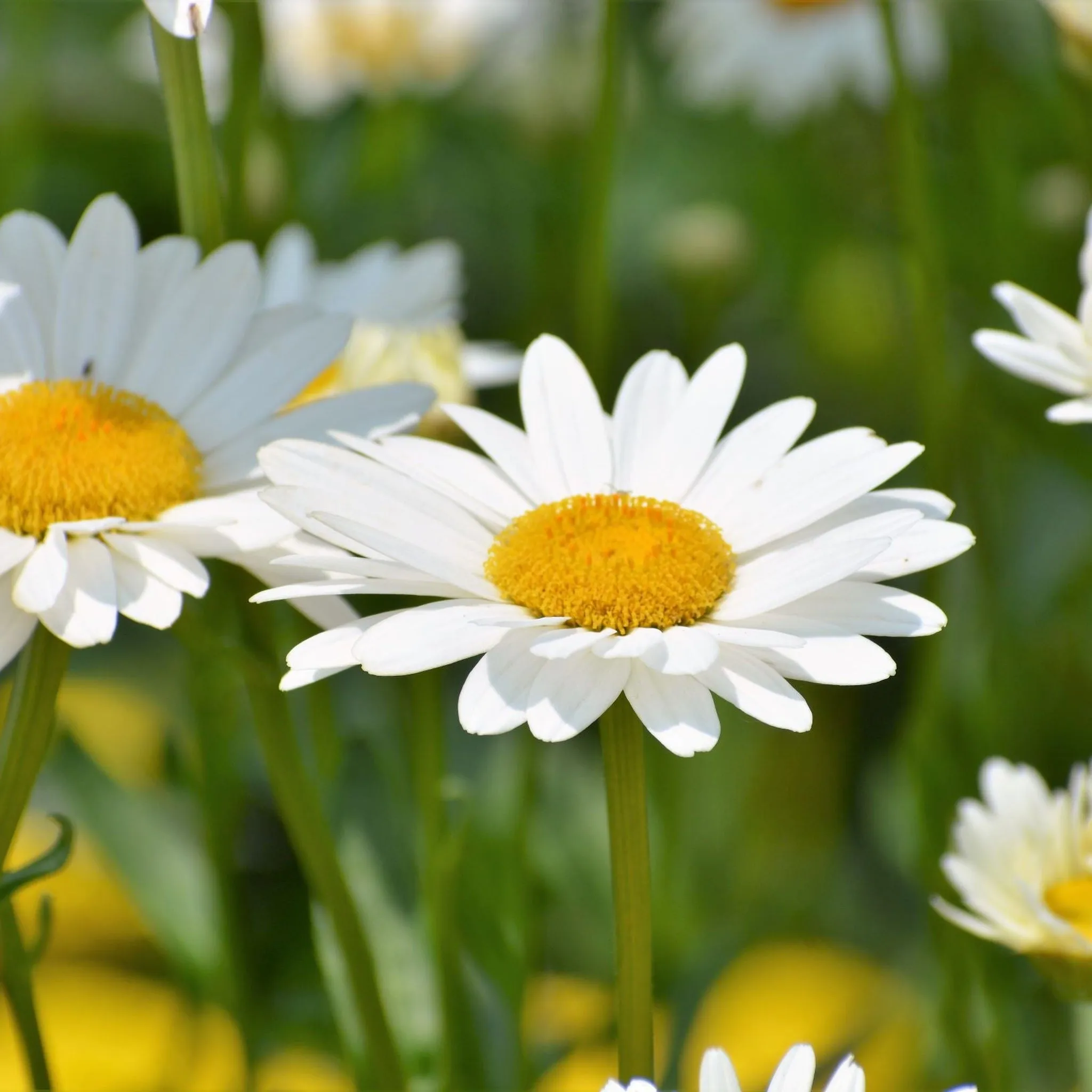 Leucanthemum 'Maximum Madonna' 1.5L