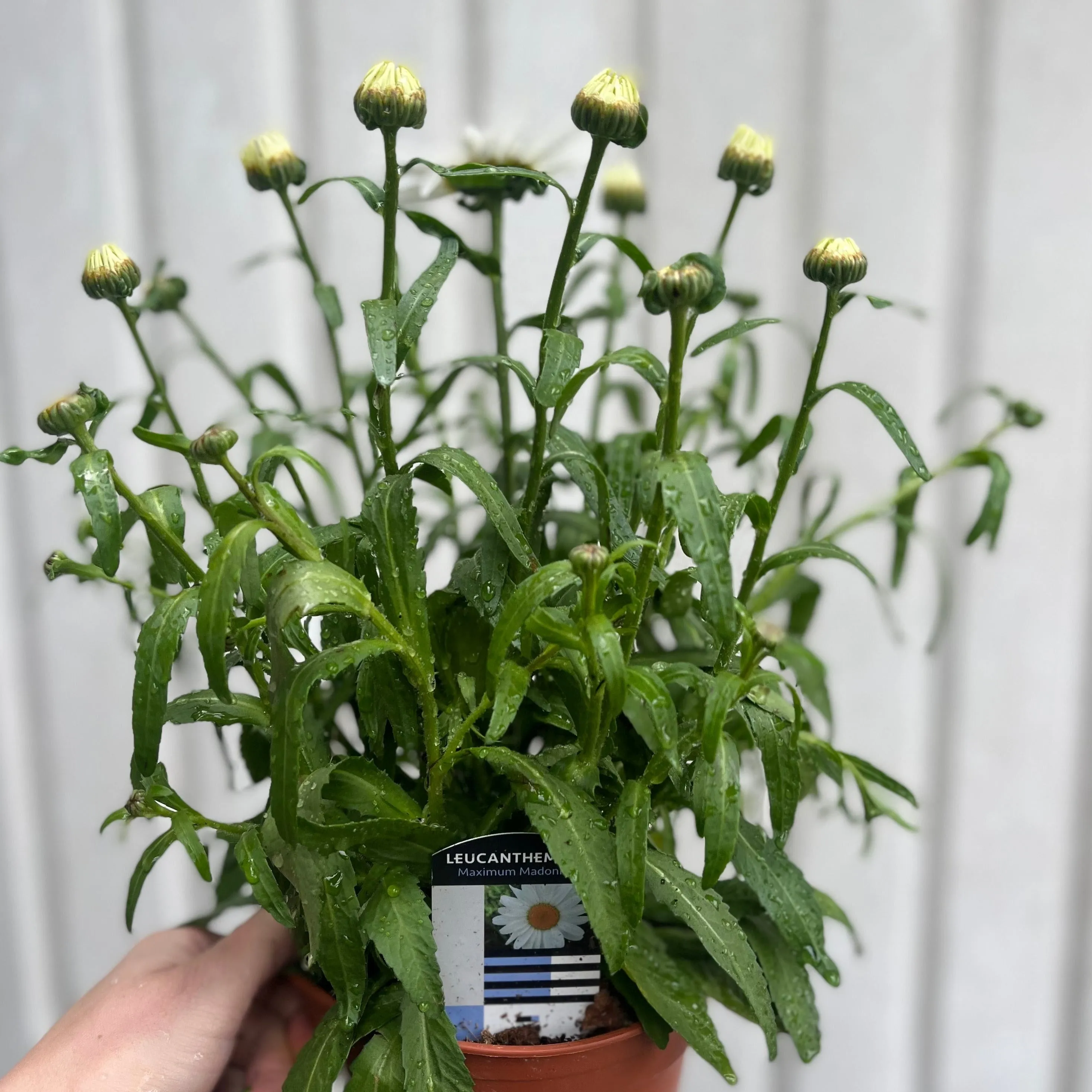 Leucanthemum 'Maximum Madonna' 1.5L