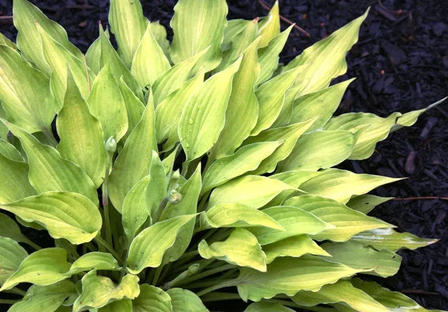Royalty Hosta