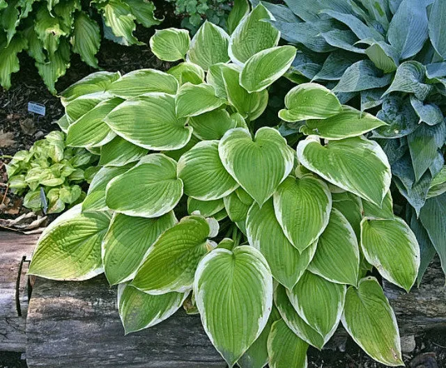 Tropicana Hosta