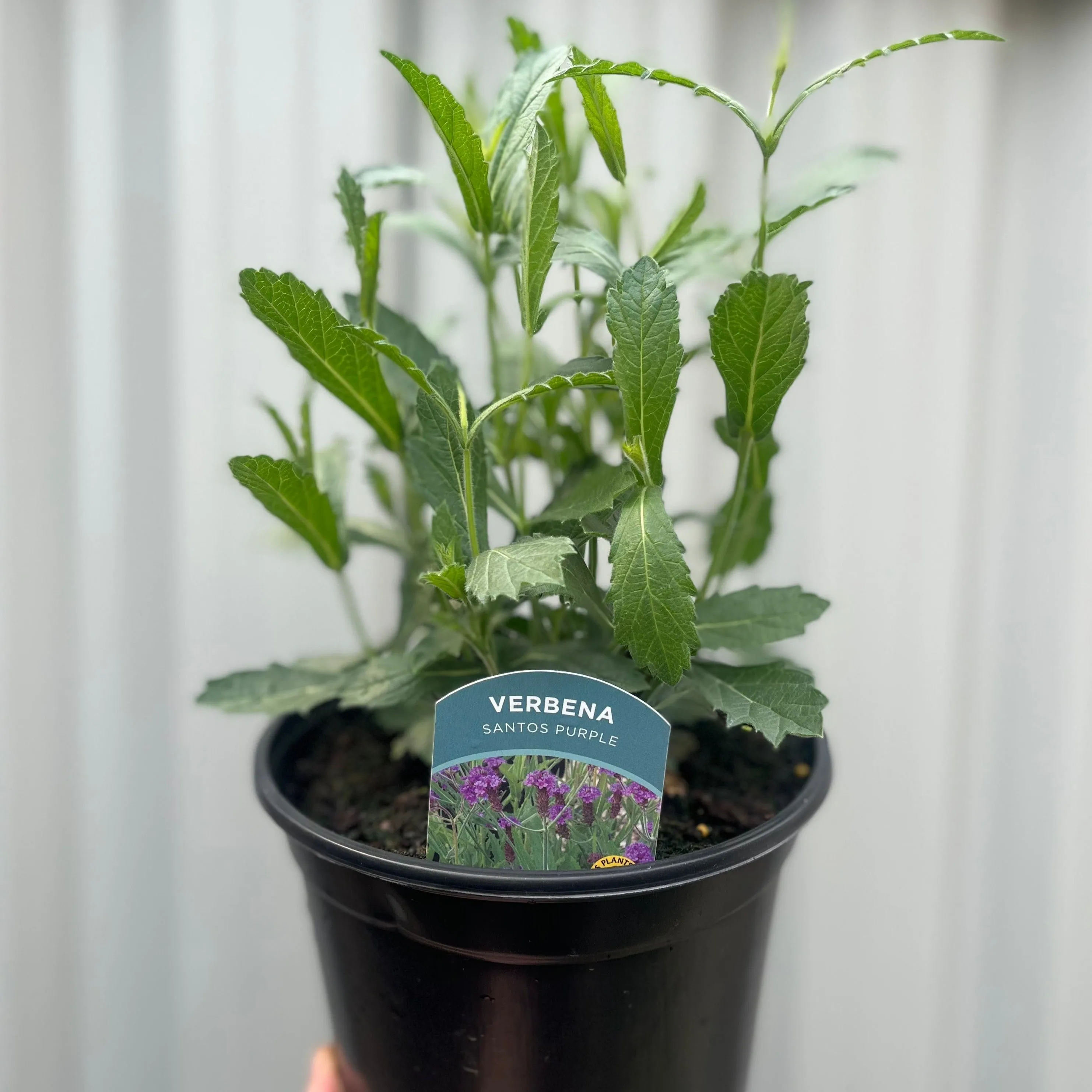 Verbena Santos Purple 3L